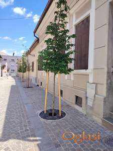 Izdavanje Kuće, 260m2, centar Novog Sada, pešačka zona n
