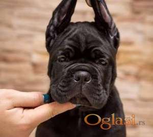Cane Corso Kane Korso NOVO LEGLO