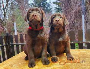 Labrador retriver čokoladni štenci