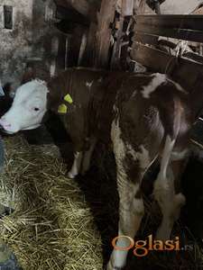 Musko tele na prodaju