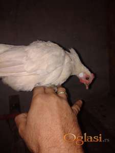 Koke holandske patuljaste 8 komada