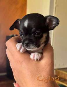 Čivava štene prelepa Civava Chihuahua apple head