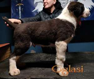 Srednjeazijski ovčar štenci