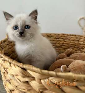 Čistokrvni birmanski mačići