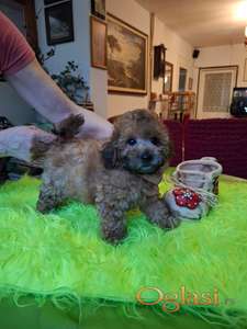 Mini maltipu mužjak