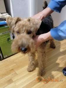 prodaja Velškog terijera