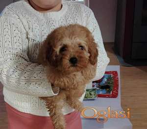 Na prodaju zenska dva steneta, patuljaste pudle, aprikot