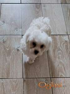 Prodajem mužjaka Maltezer star 4 meseca