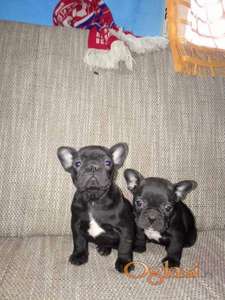 Francuski buldog štenci