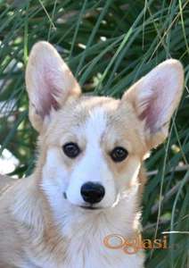 Velski korgi/Welsh Corgi Pembroke štenci