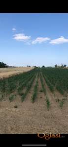 GRADJEVINSKO ZEMLJIŠTE NA ULAZU U BEGEČ