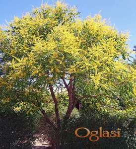 Koelreuteria Lampion drvo