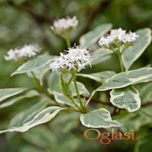 Šarenolisni ukrasni dren (cornus alba Elegantissima)