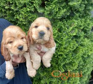 Koker spanijel stenci