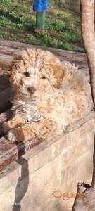 Žensko štene, Roze boje