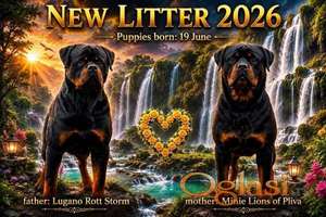 Rotvajler (Rottweiler) štenci