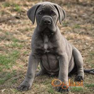 Rotvajler i Cane Corso