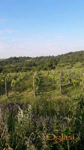 Izdajem Vinograd u Zakup