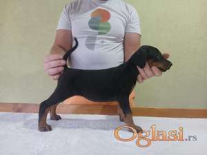 Vrhunski Doberman štenci 6 nedelja stari