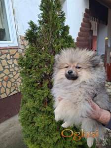 Stenci pomeranskog spica