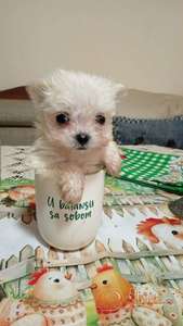 Mini maltezer