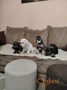 Patuljasti snaucer biber so