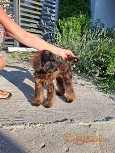 Toy7mini pudla ženka