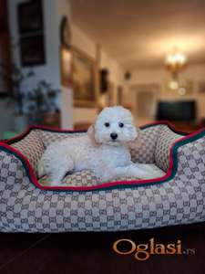 Šampanj pudla mini mužjak