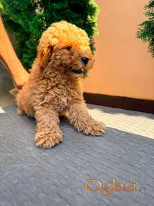 Mini pudla
