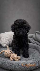 Toy Poodle black muzjak