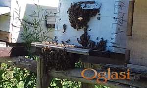Košnice - društva - pčele