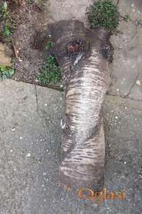 Trupac  deblo stablo visnje 88 x 23