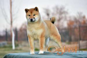 Shiba Inu