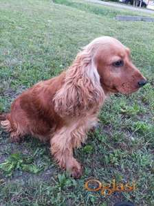 Odrasle ženke kokera