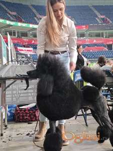 ŠAMPIONSKO LEGLO: Crne Standardne Pudle vrhunskog ranga