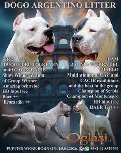 Leglo dogo argentino štenaca