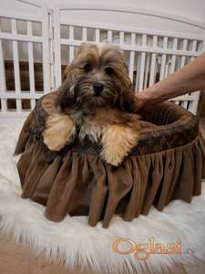 Maltipu muško štene