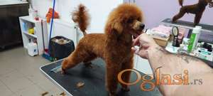 mali muzjak na prodaju