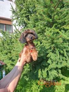 Toy pudla tamno aprikot sejbl