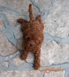 Crvena toy pudlica, žensko štene – staro 2,5 meseci