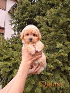 Mini maltipu aprikot ženka