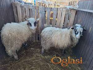 Šilježad na prodaju,musko i žensko.