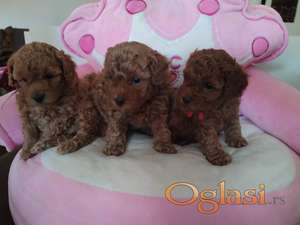 Toy Pudle prelepi stenci