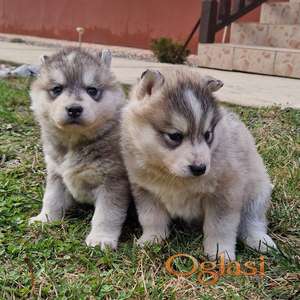 Sibirski haski - štenci