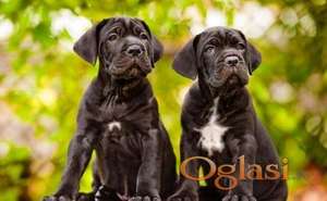 Rotvajler i Cane Corso