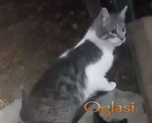 Dve preslatke mace hitno traže dom