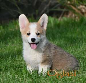 Velski korgi/Welsh Corgi Pembroke