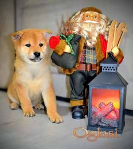 Šiba Inu štenci - Shiba Inu