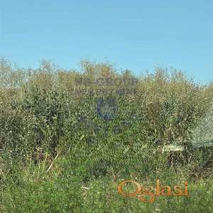 553030-Plac-1624m2-Bački Jarak