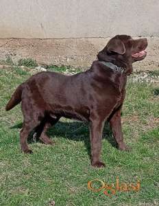 ČOKOLADNI LABRADOR